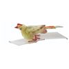 Image 15 : A Collection of Pipecleaner Birds and Animals.