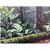 Image 4 : Rainforest Realm by William Mason