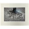 Image 1 : Xabi Etcheverry Sakura Cherry Nature Flora Roots Tree