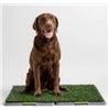 Image 1 : Silver Paw Faux Grass Potty Patch, 27 x 34 Inches, for Dogs Over 15 lbs
