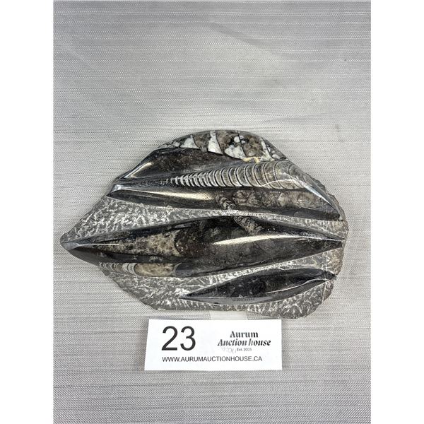 6" Tall Roughed Polished Black Fossils Orthoceras Plate