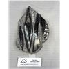 Image 3 : 6" Tall Roughed Polished Black Fossils Orthoceras Plate