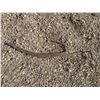 Image 1 : hay knife