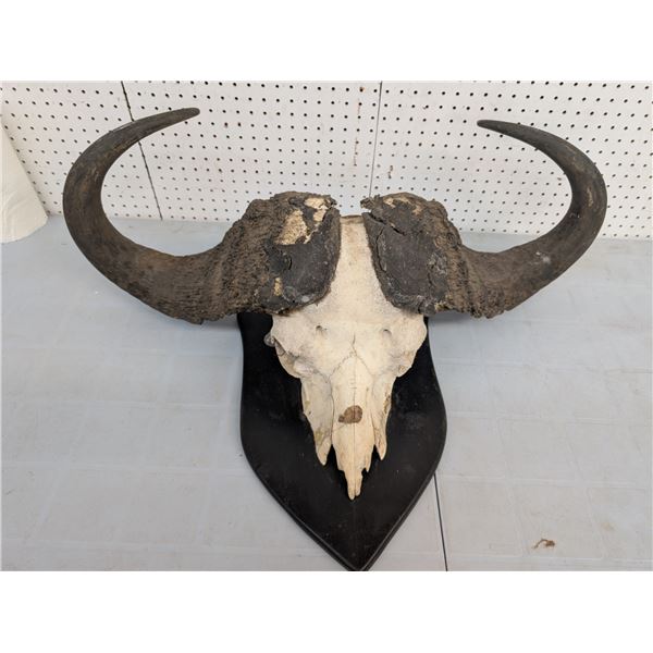 water buffalo mount (ct31)