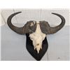 Image 1 : water buffalo mount (ct31)
