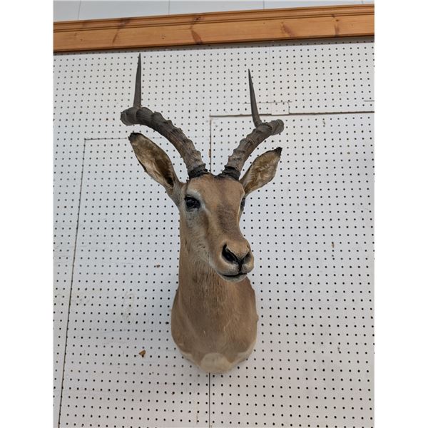 Impala shoulder mount (ct31)