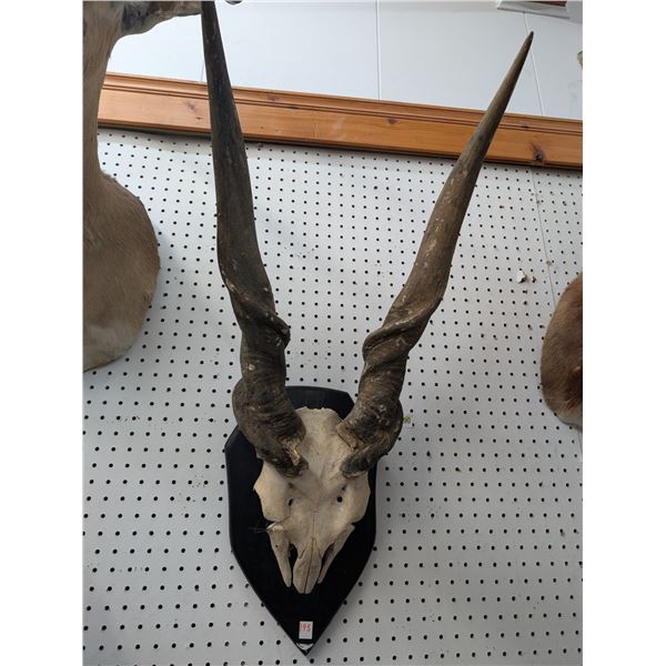 Wall mounted skull of a Eland (ct31)