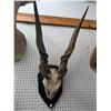 Image 1 : Wall mounted skull of a Eland (ct31)