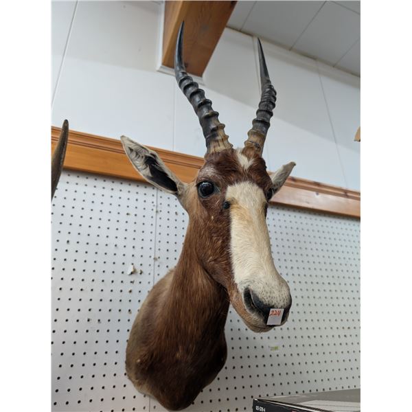 shoulder wall mounted bust of a Blesbok (ct31)