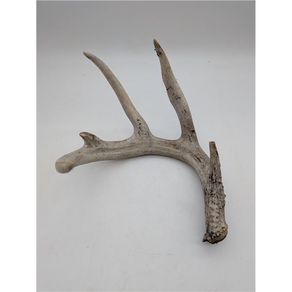 White tail shed antler (ct31)