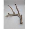 Image 1 : White tail shed antler (ct31)