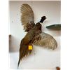 Image 1 : Taxidermy Pheasant