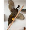 Image 2 : Taxidermy Pheasant