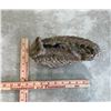 Image 2 : Authentic pre-historic fossilized Woolly Mammoth tooth - stabilized