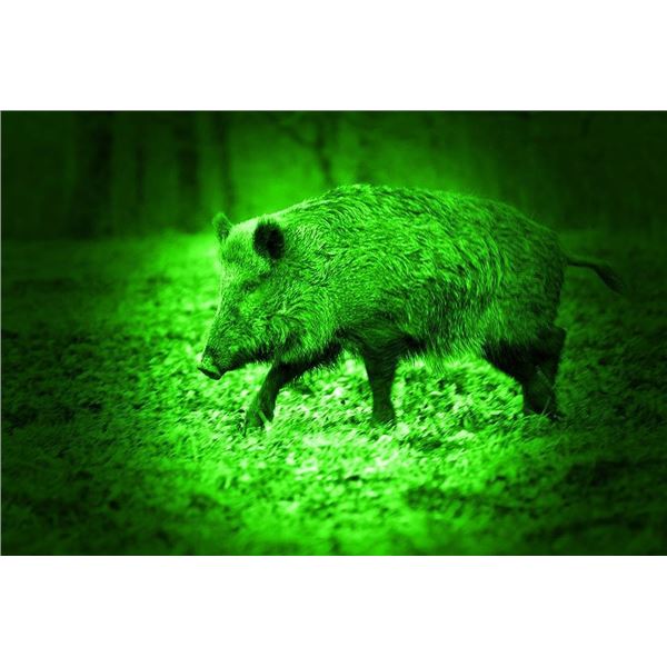 Texas 2 person Nightvision Hog Hunt