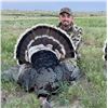 Image 1 : South Dakota or Nebraska Merriams Hunt 3 days 1 hunter unguided private land