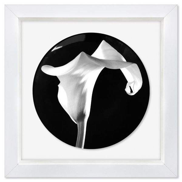 Calla Lily (1988) by Robert Mapplethorpe (1946-1989)