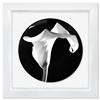 Image 1 : Calla Lily (1988) by Robert Mapplethorpe (1946-1989)