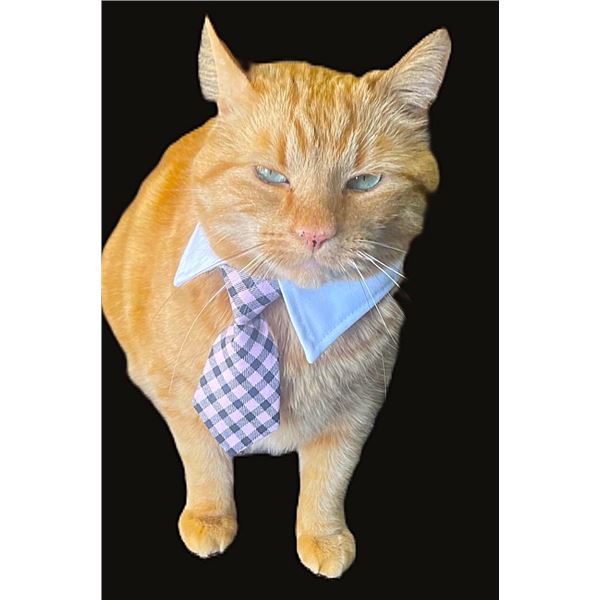 Nacho Approved Items