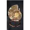 Image 1 : 4" AMMONITE FOSSIL