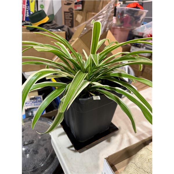 Live plant