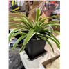 Image 1 : Live plant