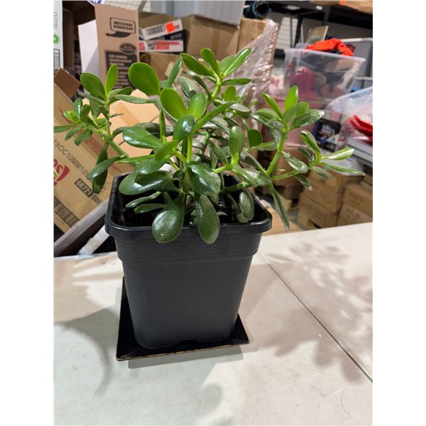 Jade Plant live