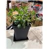 Image 1 : Jade Plant live