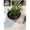Image 1 : Live Jade Plant
