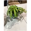 Image 1 : Live plant