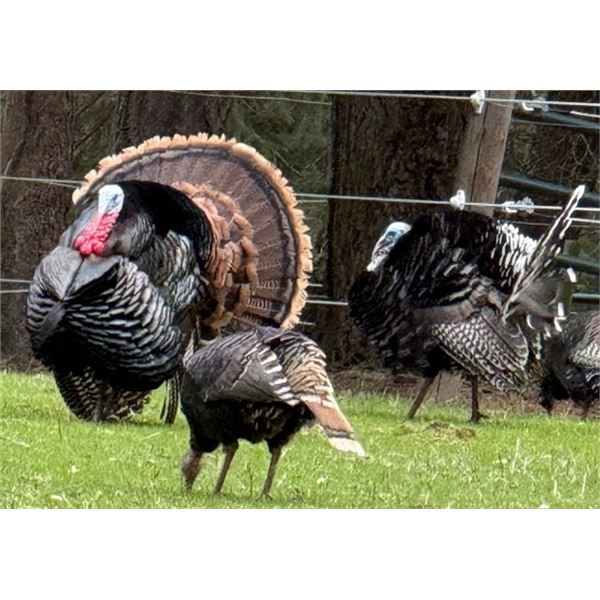 Washington State Youth Turkey Hunt, Dirty’s Outerwear package and more