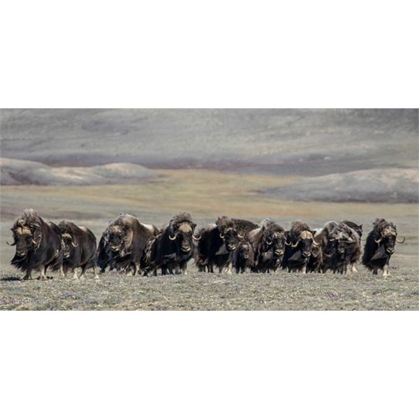 BANKS ISLAND TUNDRA TOUR IS OFFERING A 4 DAY HUNT FOR 1 HUNTER