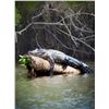 Image 5 : 3-day Guided Alligator hunt for 2 hunters and 2 non-hunters in Mims, Florida