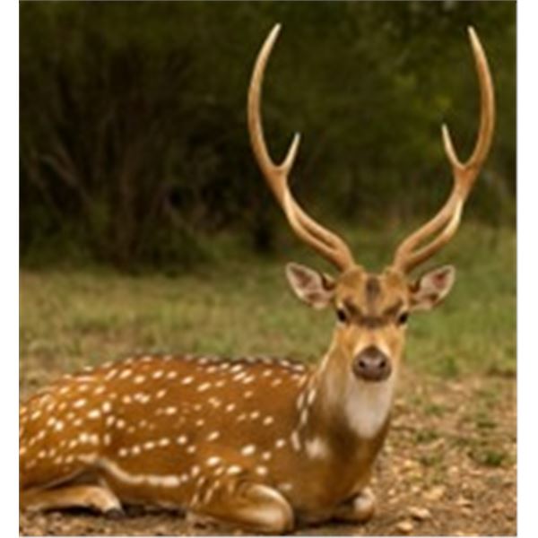 4-Day, 3-Night Trifecta Hunt for 1 Hunter & 1 Non-Hunter Includes an Axis Trophy Buck and wild hogs