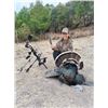 Image 1 : GOULDS TURKEY HUNT HERMOSIIO SONORA WITH AMIGOS OUTFITTERS