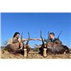 Image 1 : Van Wijk South Africa Blesbuck Hunt for Two Hunter and Two Observers
