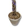 Image 2 : Contemporary white planter with artificial tree/plant