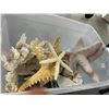 Image 2 : Coral/Starfish/Shell Décor