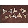 Image 1 : 10-ASSORTED VERY OLD SHARKS TEETH (MILLIONS OF