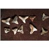 Image 2 : 10-ASSORTED VERY OLD SHARKS TEETH (MILLIONS OF