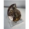 Image 2 : 3 inch Ammonite Fossil with Druze