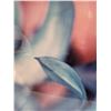 Image 4 : SAM SHORT CIBACHROME 1997 ORCHID PHOTO 1/10 PRINT.