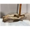 Image 1 : Driftwood