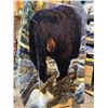Image 1 : Soft, cozy, bear blanket. Signed DOUGHTY. 200 cm x 240 cm.
