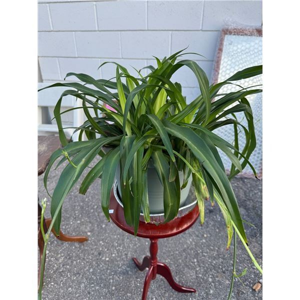 Spider plant