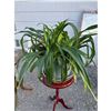 Image 1 : Spider plant