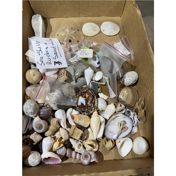 Shells and sand dollars