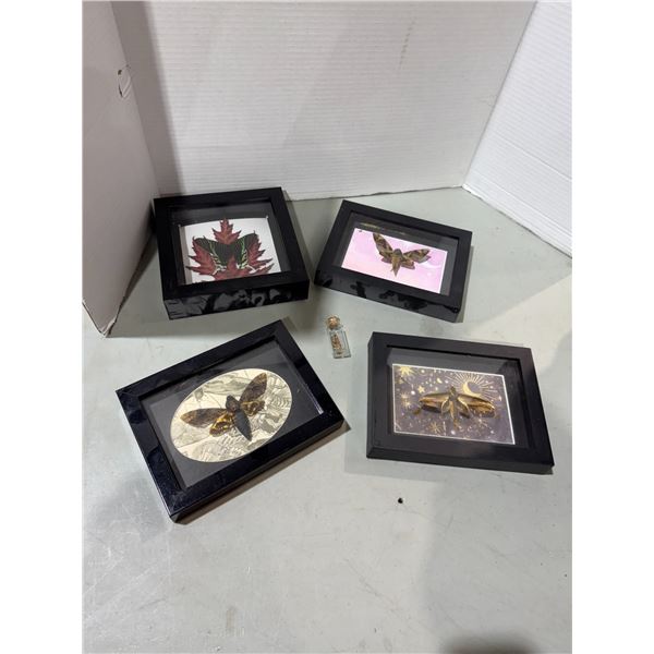 Butterflies and moths