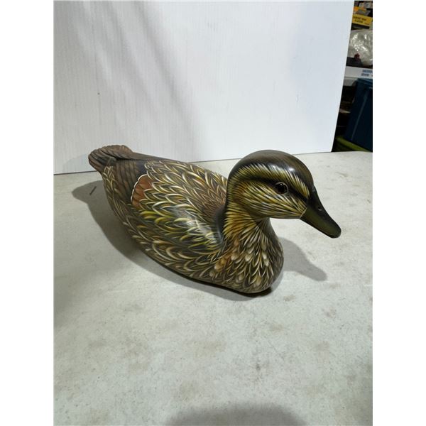 Pintail female duck