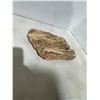 Image 2 : Petrified wood
